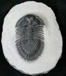 Well Preserved Thysanopeltis Trilobite #15382-2